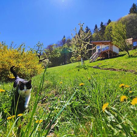 Rainbow Chalet Bran  Dış mekan fotoğraf