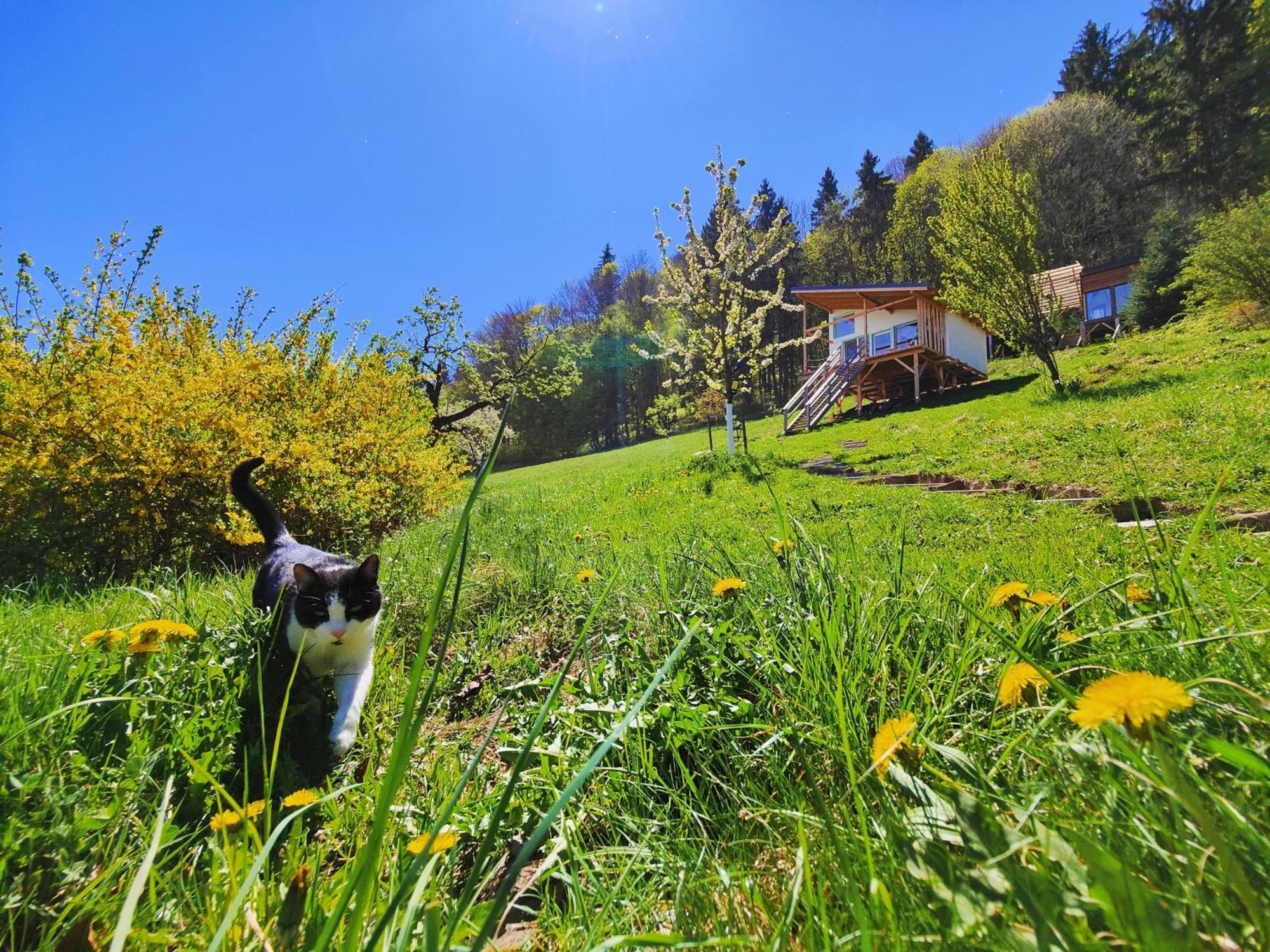Rainbow Chalet Bran  Dış mekan fotoğraf